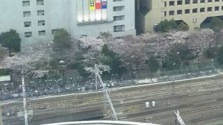 ルフロン公園の桜｜川崎駅西口のビルから