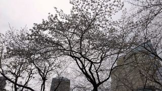 ルフロン公園の桜