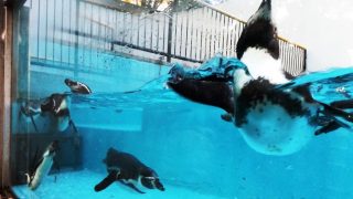 ペンギン｜夢見ヶ崎動物公園