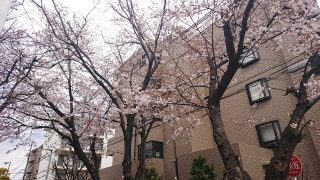 桜（古市場）その１