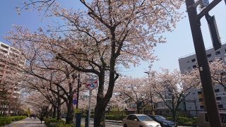 桜（川崎駅西口）