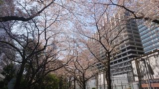桜（ルフロン公園）