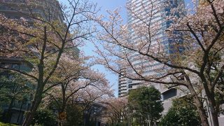 桜（新川崎）