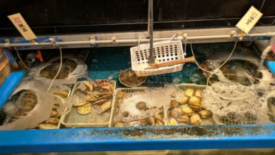 水槽の貝｜磯丸水産 京急川崎店