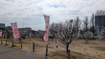 観梅会・その１｜御幸公園