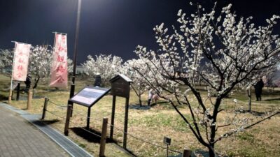 観梅会・その４｜御幸公園