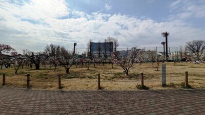 観梅会・その２｜御幸公園