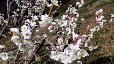 観梅会・その５｜御幸公園