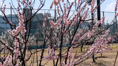 観梅会・その３｜御幸公園